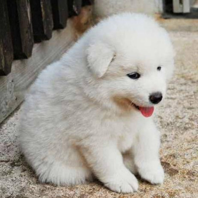 Great Pyrenees Dog | Diamond Painting