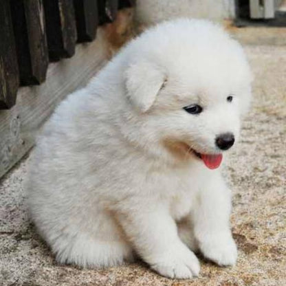 Great Pyrenees Dog | Diamond Painting