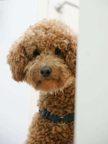 Labradoodle Dog | Diamond Painting