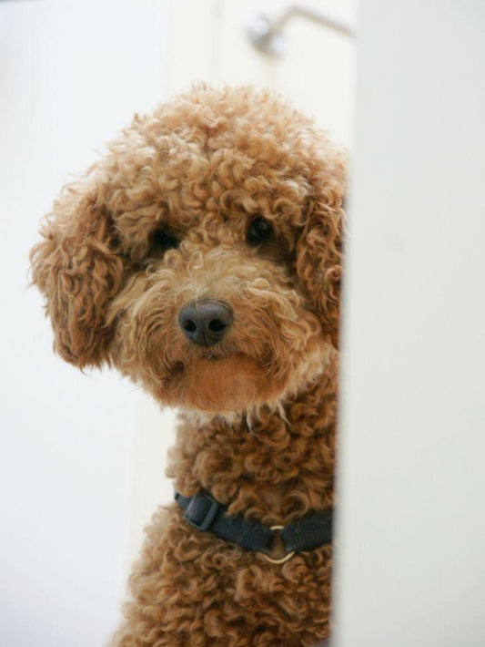 Labradoodle Dog | Diamond Painting