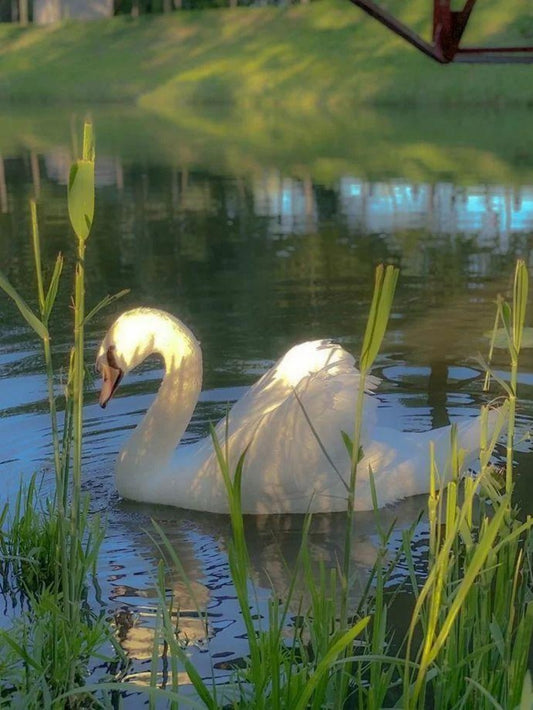 Swan | Diamond Painting