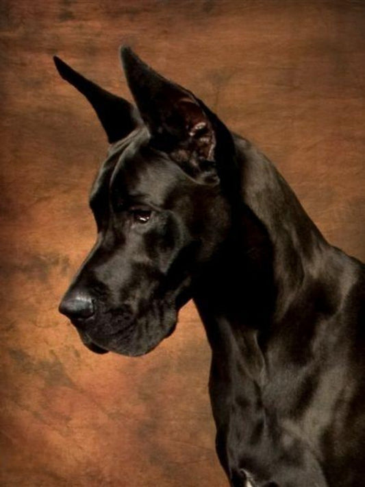 Dog Great Dane | Diamond Painting