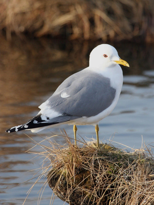 Gull | Diamond Painting