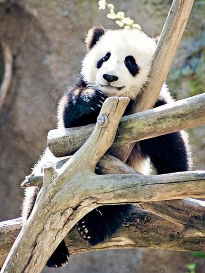 Panda | Diamond Painting