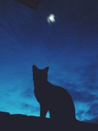 Midnight Cat | Diamond Painting
