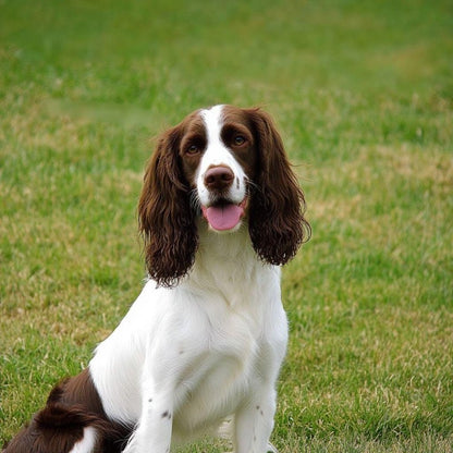 Brittany Spaniel Dog | Diamond Painting