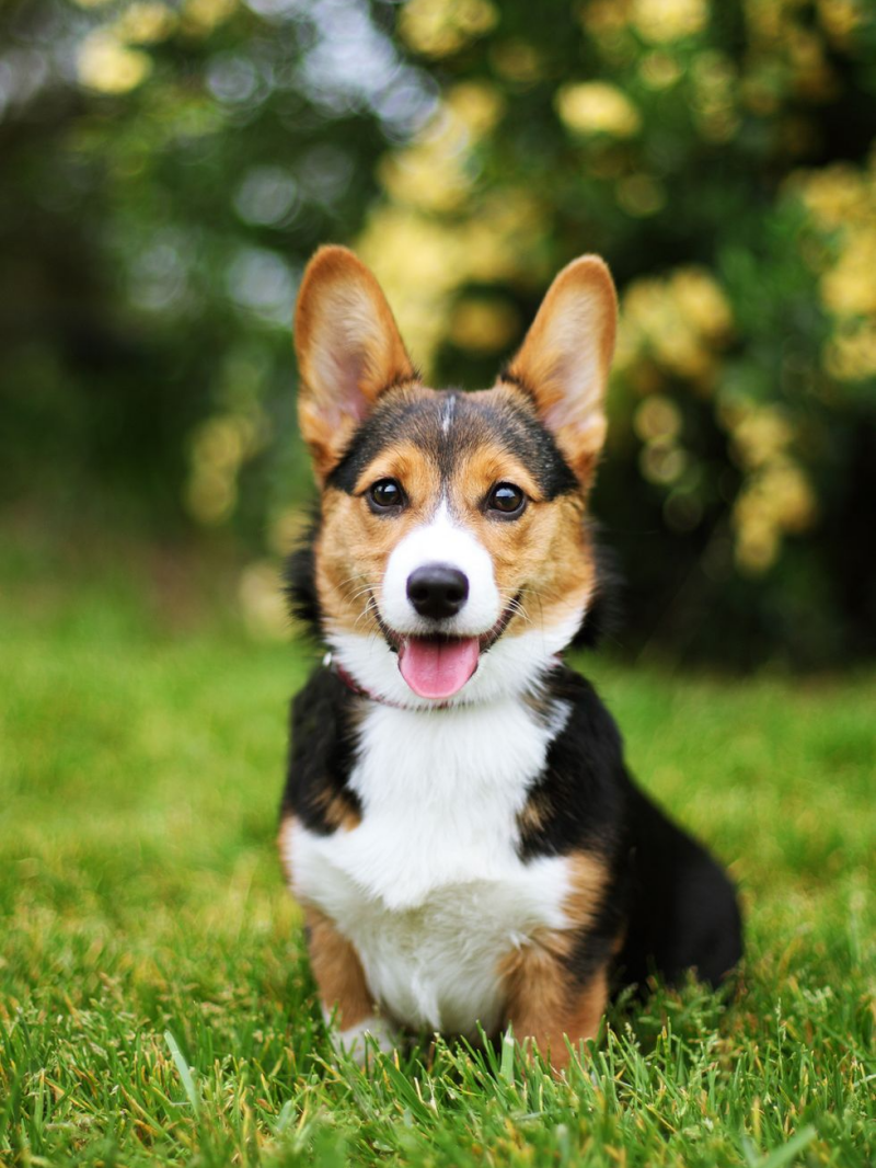 Corgi Dog | Diamond Painting