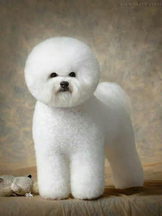 Dog Bichon Frise | Diamond Painting
