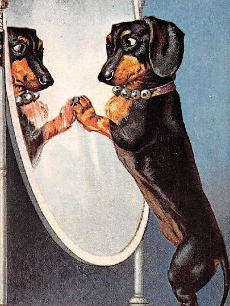 Dachshund Dog | Diamond Painting