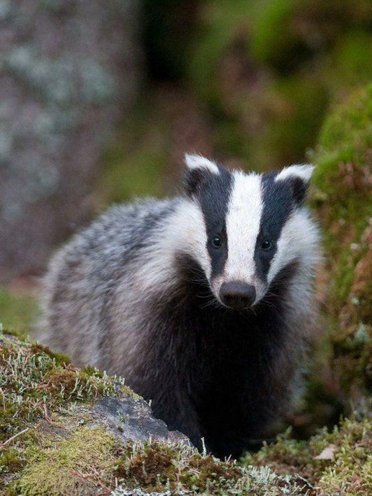 Badger | Diamond Painting