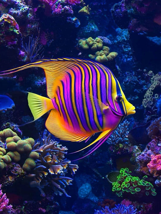 Ocean Fish | Diamond Painting