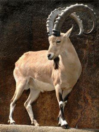 Goat | Diamond Painting