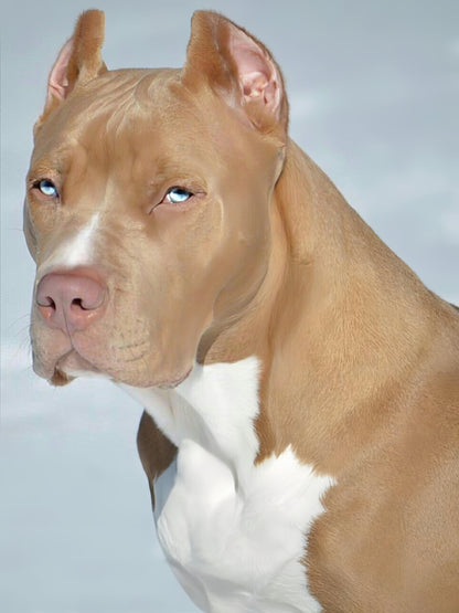 Pit Bull Dog | Diamond Painting