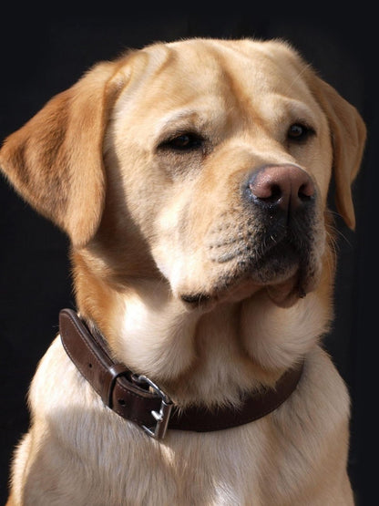 Yellow Labrador Dog | Diamond Painting