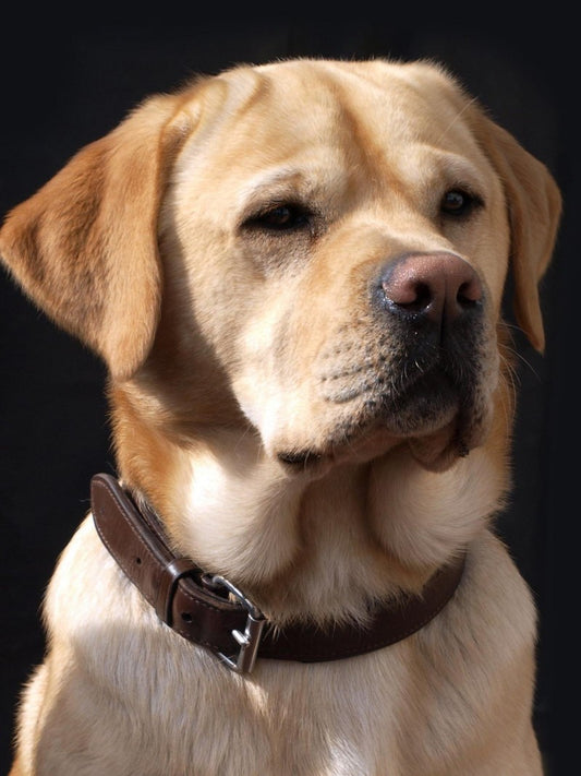 Yellow Labrador Dog | Diamond Painting