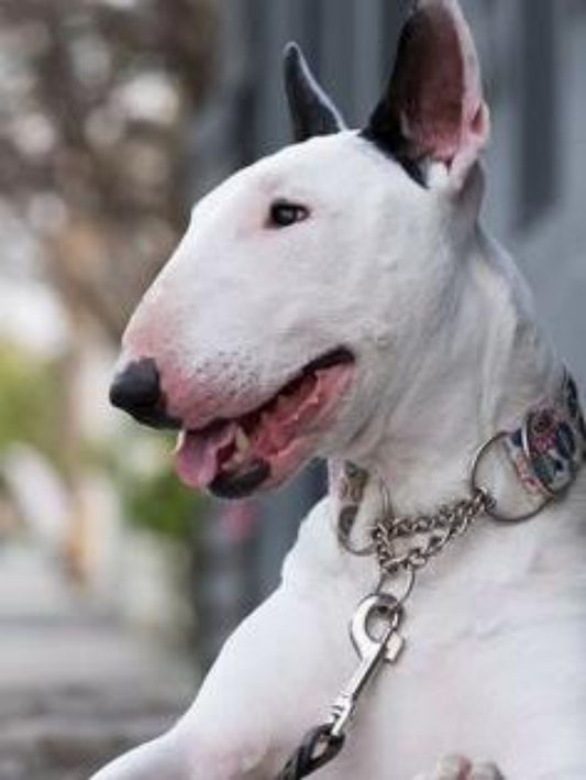 English Bull Terrier Dog | Diamond Painting