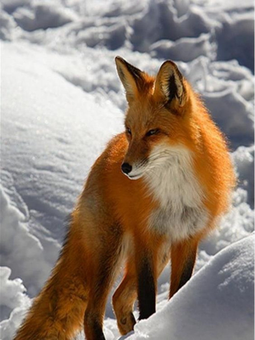 Fox | Diamond Painting