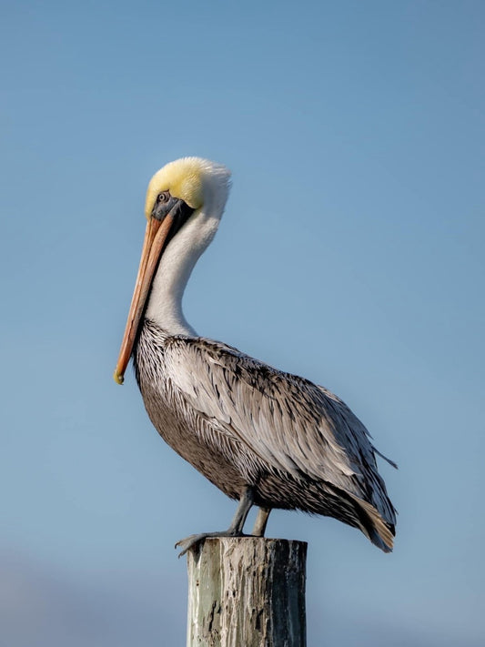 Pelican | Diamond Painting