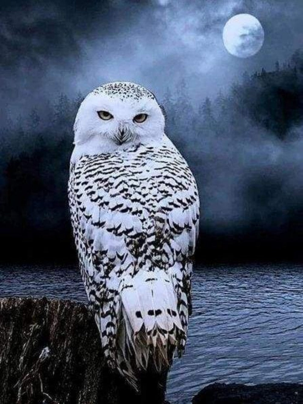 Snowy owl (White Owl) | Diamond Painting