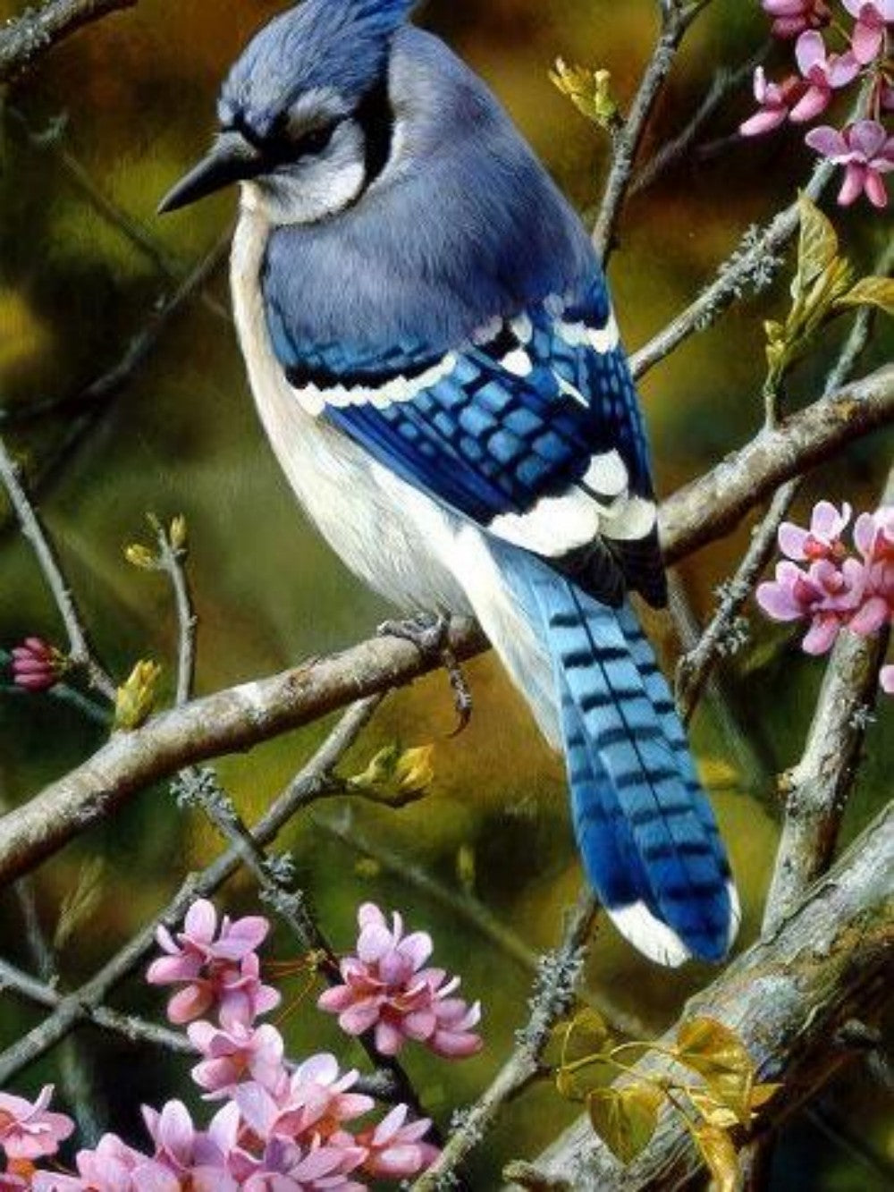 Blue Jay | Diamond Painting