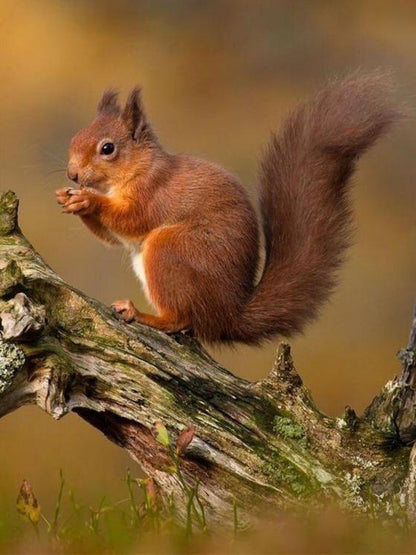 Squirrel | Diamond Painting