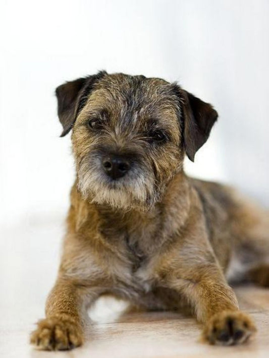 Dog Border Terrier | Diamond Painting
