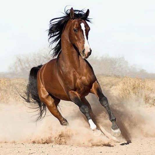 Horse | Diamond Painting