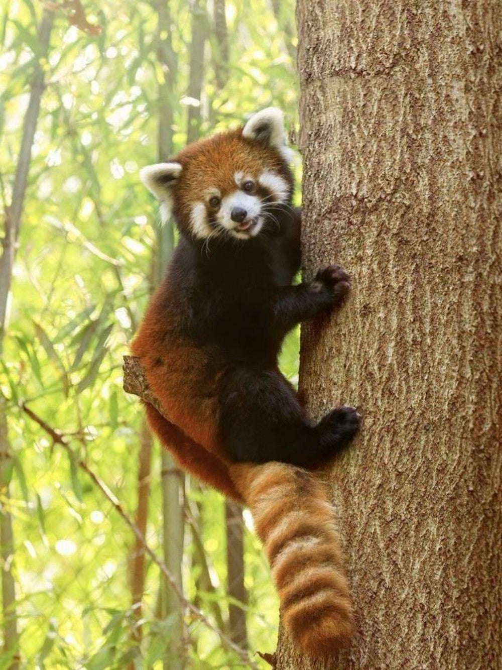 Red Panda | Diamond Painting