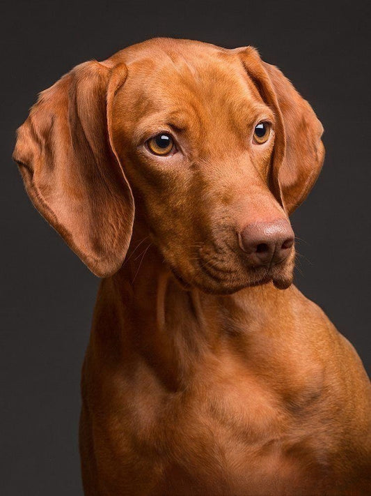 Vizsla Dog | Diamond Painting