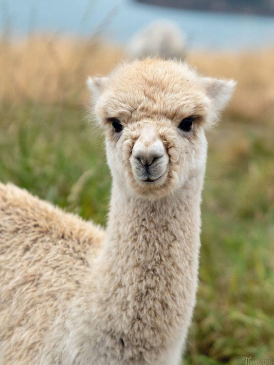 Alpaca | Diamond Painting