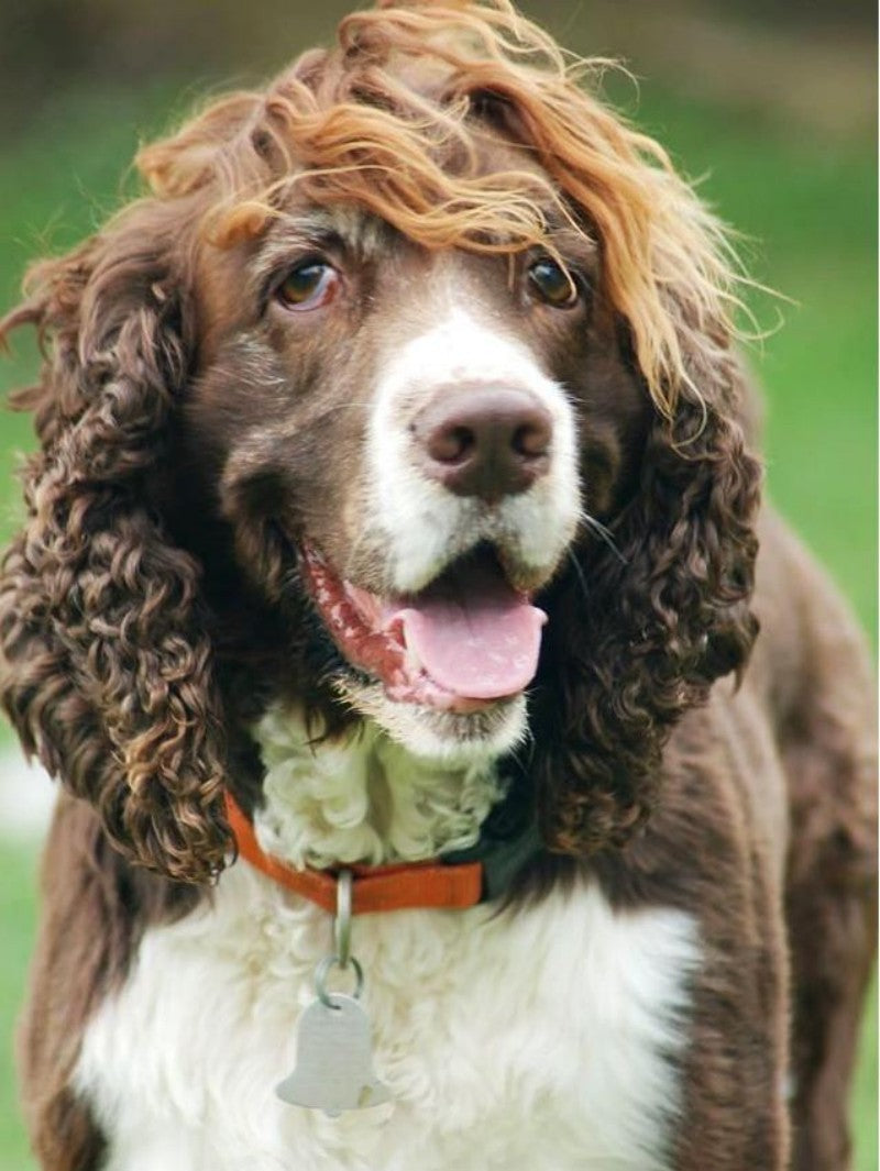 English Springer Spaniel Dog | Diamond Painting