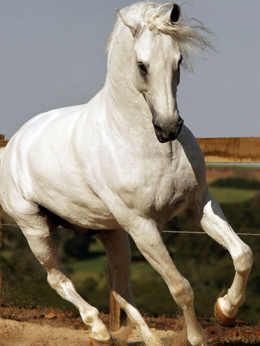 Horse | Diamond Painting