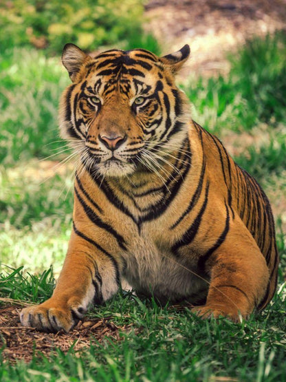 Bengal Tiger | Diamond Painting