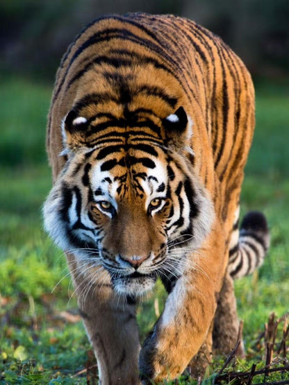 Bengal Tiger | Diamond Painting