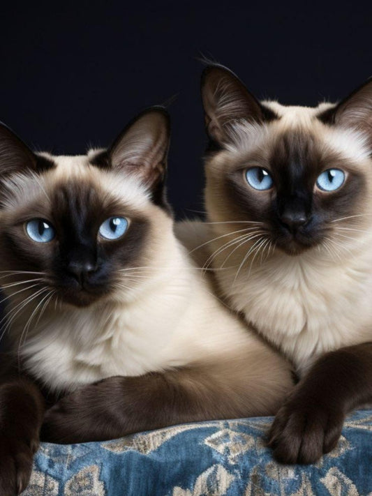 Siamese Cat | Diamond Painting