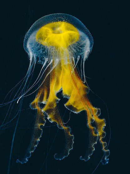 Jellyfish | Diamond Painting