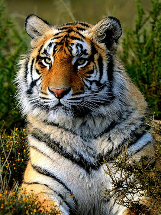 Bengal Tiger | Diamond Painting