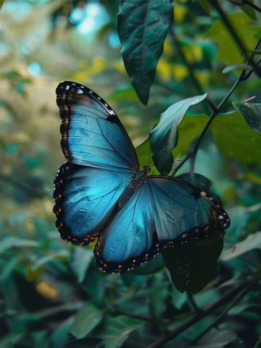 Butterfly | Diamond Painting