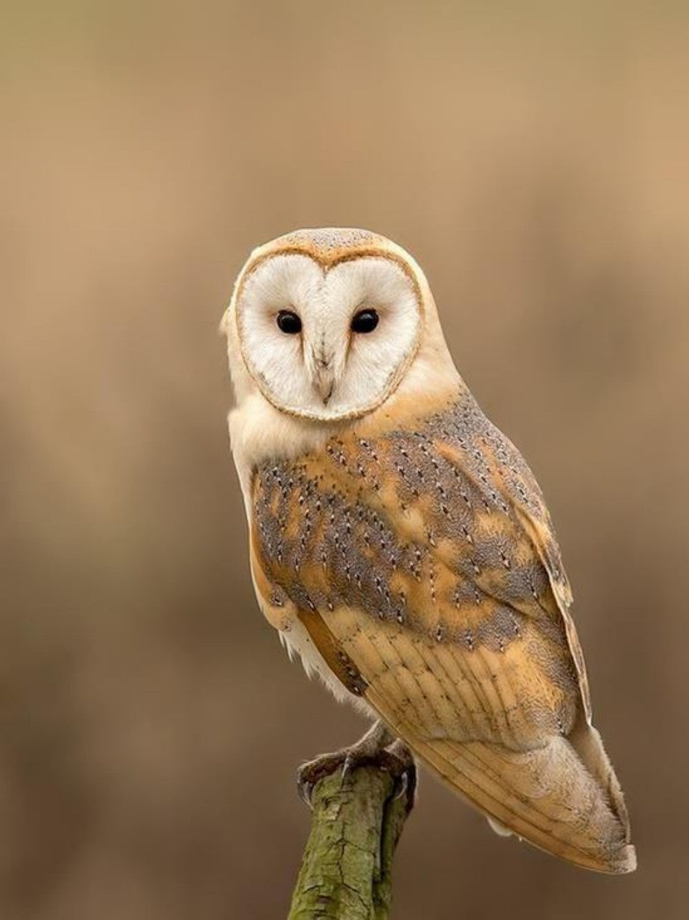 Barn Owl | Diamond Painting