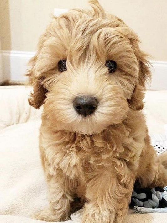 Labradoodle Dog | Diamond Painting