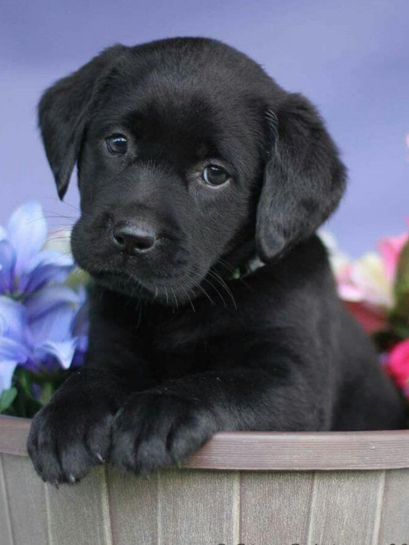 Black Labrador Dog | Diamond Painting