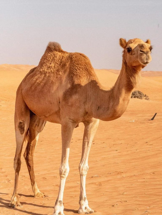 Camel | Diamond Painting