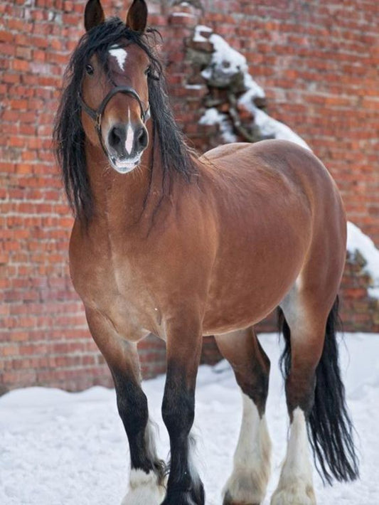 Clydesdale Horse | Diamond Painting