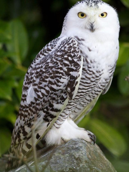 Snowy owl (White Owl) | Diamond Painting