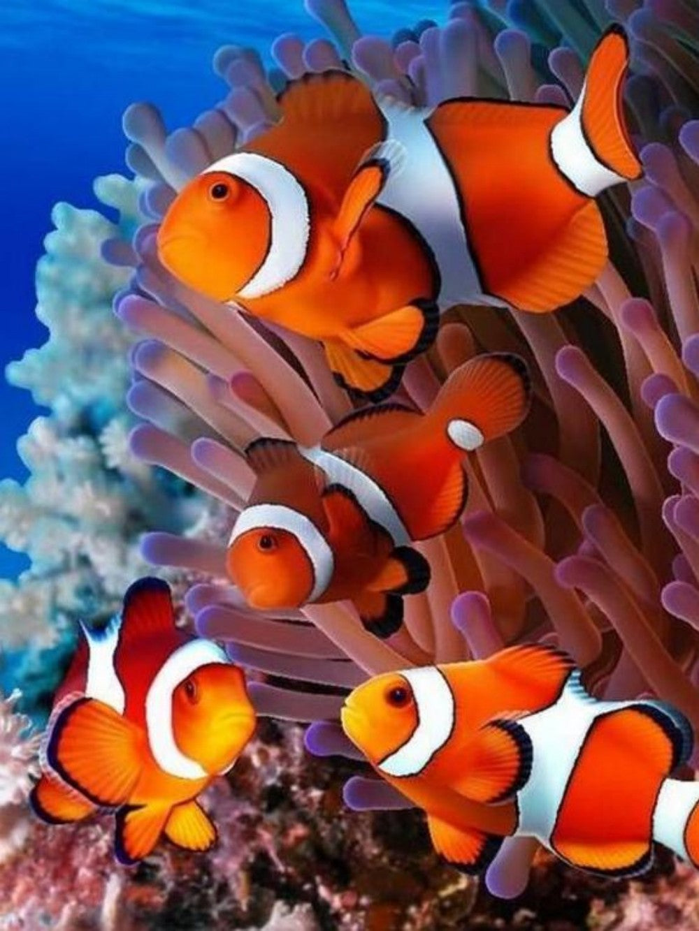 Clown Fish | Diamond Painting