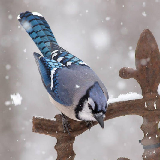 Blue Jay | Diamond Painting