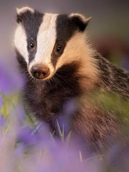 Badger | Diamond Painting