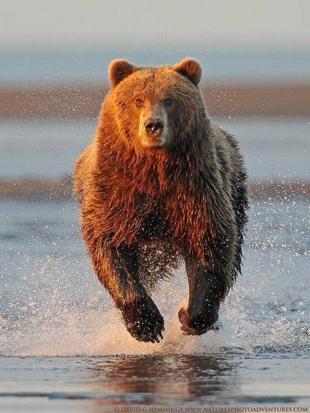 Brown Bear | Diamond Painting