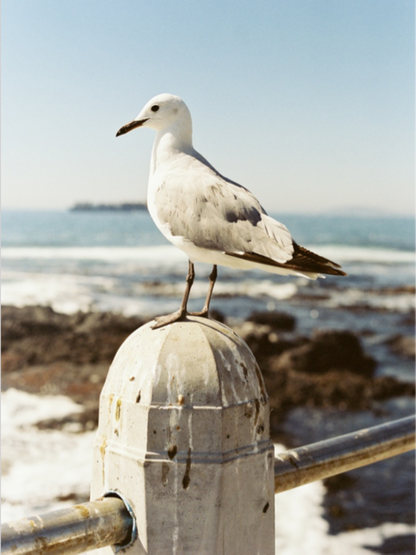 Gull | Diamond Painting