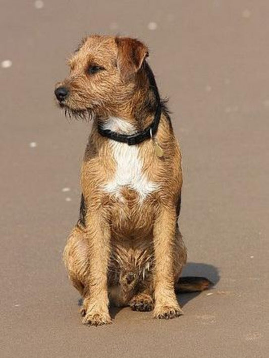 Dog Border Terrier | Diamond Painting